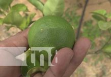 Familia emprende exitosa producción de cítricos en Rivas