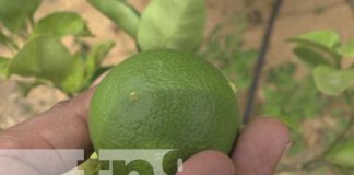 Familia emprende exitosa producción de cítricos en Rivas
