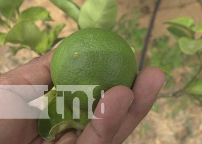 3 Familia emprende exitosa producción de cítricos en Rivas