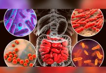 ¿Qué es la microbiota y cómo afecta al organismo humano?