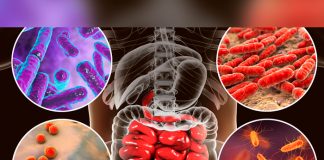 ¿Qué es la microbiota y cómo afecta al organismo humano?