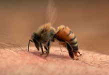 Una muerte espantosa: Esto dice la ciencia del ataque masivo de abejas Foto: Picaduras de abejas