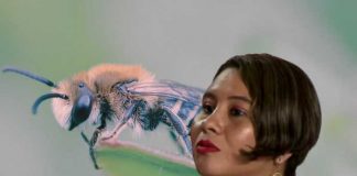 Foto: Entrevista con especialista veterinaria sobre comportamiento de abejas