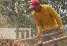Buena preparación de las tierras en Nandaime previo a las lluvias Foto: Preparación de cultivos en Nandaime / TN8