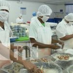 Foto: Procesamiento de jaiba en Caribbean Blue, empresa en el Caribe de Nicaragua / TN8