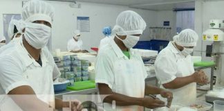 Foto: Procesamiento de jaiba en Caribbean Blue, empresa en el Caribe de Nicaragua / TN8