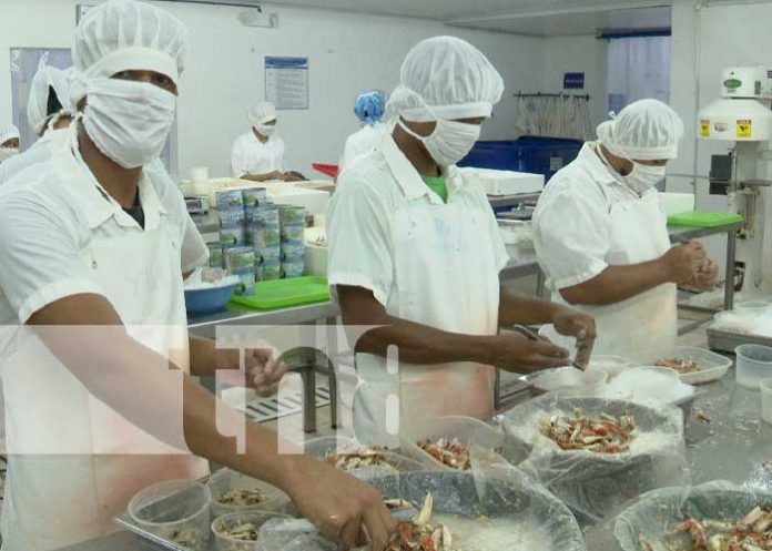 Foto: Procesamiento de jaiba en Caribbean Blue, empresa en el Caribe de Nicaragua / TN8