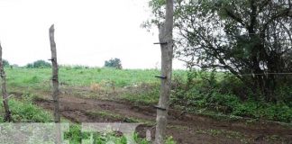 Foto: Hombre muere electrocutado en una finca de Masaya / TN8