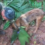 Todo apunta a que los 4 niños desaparecidos en accidente de Colombia ‘están vivos’ ¿Hallan con vida a los 4 niños desaparecidos en Colombia?