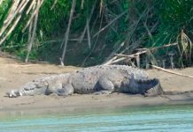 ¡Espeluznante! Hallan resto de niño «nica» dentro de un cocodrilo en Costa Rica ¡Espeluznante! Hallan resto de niño "nica" dentro de un cocodrilo en Costa Rica