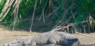 ¡Espeluznante! Hallan resto de niño "nica" dentro de un cocodrilo en Costa Rica