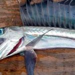 Pánico en las costas de Obregón, Estados Unidos, tras el hallazgo de peces caníbales