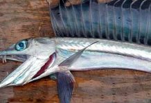 Pánico en las costas de Obregón, Estados Unidos, tras el hallazgo de peces caníbales Pánico en las costas de Obregón, Estados Unidos, tras el hallazgo de peces caníbales