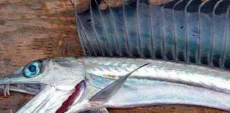 Pánico en las costas de Obregón, Estados Unidos, tras el hallazgo de peces caníbales