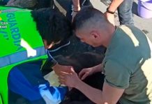 ¡Crueldad humana! "Firuais" mueren asfixiados por brutal ola de calor en España
