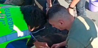 ¡Crueldad humana! "Firuais" mueren asfixiados por brutal ola de calor en España