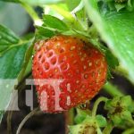 Foto: Fresario en Catarina, Masaya / TN8