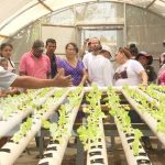 Foto: Sistema hidropónico para la producción desde Managua / TN8