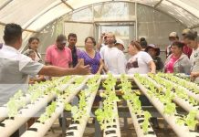 MEFCCA Managua promueve la producción con sistemas hidropónicos Foto: Sistema hidropónico para la producción desde Managua / TN8