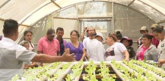 Foto: Sistema hidropónico para la producción desde Managua / TN8
