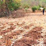 Declaran alerta verde en 64 municipios de Honduras por severa sequía