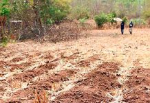 Declaran alerta verde en 64 municipios de Honduras por severa sequía Declaran alerta verde en 64 municipios de Honduras por severa sequía