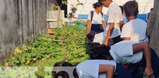 Foto: Huerto escolar en Bilwi / TN8