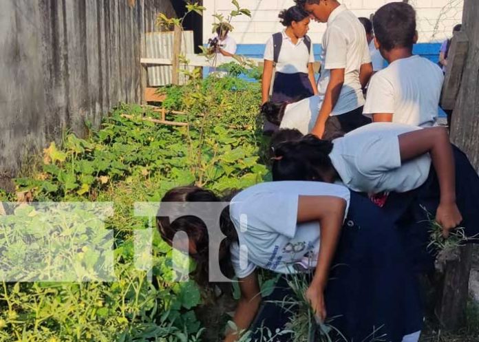 Foto: Huerto escolar en Bilwi / TN8