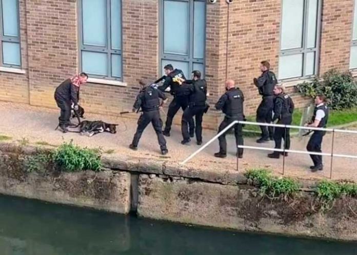Sin piedad policías matan a balazos a dos perros en una calle de Londres