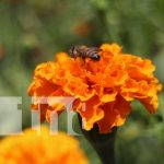 Foto: Cultivo de flores en Masaya / TN8
