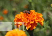 A espera de las primeras lluvias para el cultivo de flores en Masaya Foto: Cultivo de flores en Masaya / TN8
