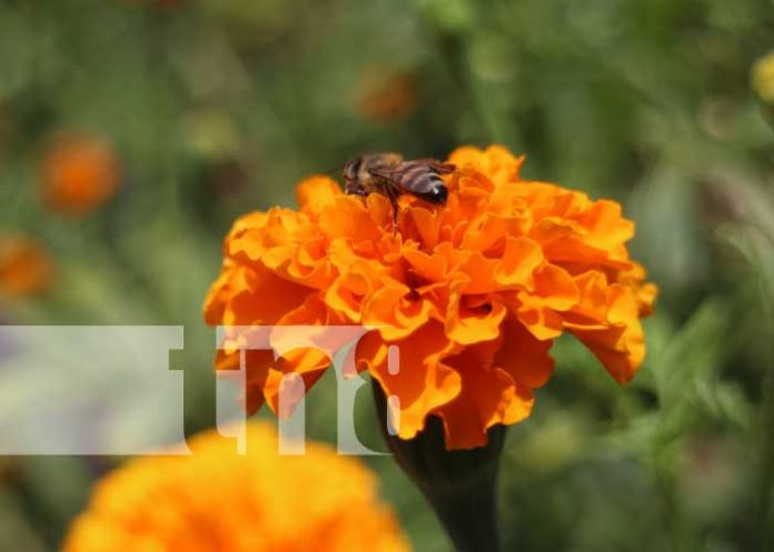 masya-2 Foto: Cultivo de flores en Masaya / TN8