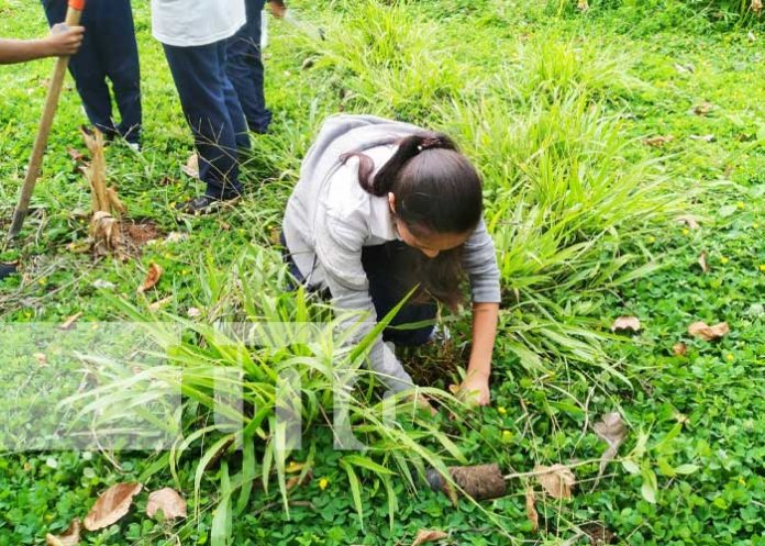 mil-2 Foto: Campaña de siembra de árboles en Boaco / TN8