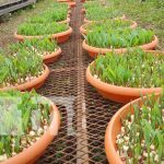 Reinauguran Centro de Capacitación y Adopción de Tecnologías en Nandaime Foto: Reinauguración de centro de tecnologías de plantas productivas en Nandaime / TN8