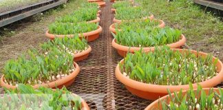 Foto: Reinauguración de centro de tecnologías de plantas productivas en Nandaime / TN8