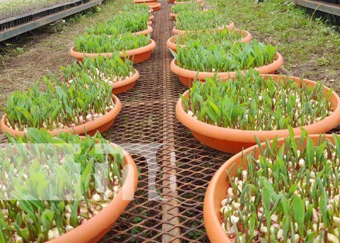 Foto: Reinauguración de centro de tecnologías de plantas productivas en Nandaime / TN8