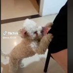 «Quería croquetas» Perrito se hace viral por robar la cartera de su dueña Perrito se hace viral por robar la cartera de su dueña