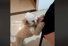 «Quería croquetas» Perrito se hace viral por robar la cartera de su dueña Perrito se hace viral por robar la cartera de su dueña