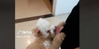 Perrito se hace viral por robar la cartera de su dueña 