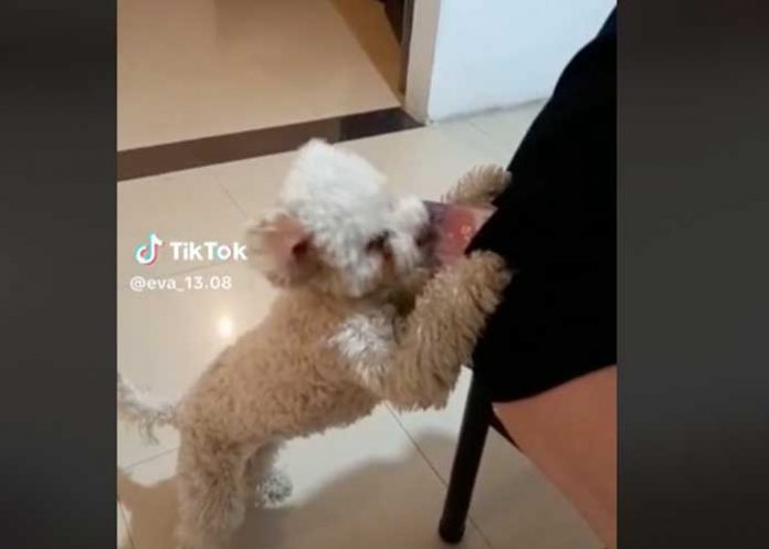 perro1 Perrito se hace viral por robar la cartera de su dueña