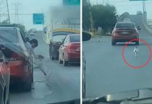 Cruel familia abandona a su perrito en la carretera y él los sigue a toda prisa Cruel familia abandona a su perrito en la carretera