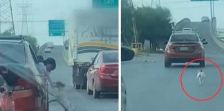 Cruel familia abandona a su perrito en la carretera