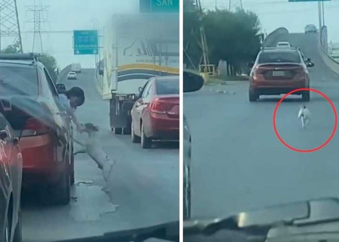 perro1 Cruel familia abandona a su perrito en la carretera