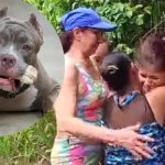 «Desgarrador» Niño de 5 años murió despedazado por 4 pitbulls en Colombia Niño muere al ser atacado por perros pitbull en Colombia