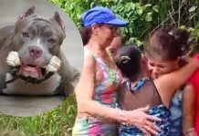 «Desgarrador» Niño de 5 años murió despedazado por 4 pitbulls en Colombia Niño muere al ser atacado por perros pitbull en Colombia