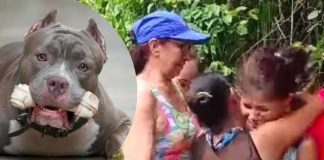 Niño muere al ser atacado por perros pitbull en Colombia