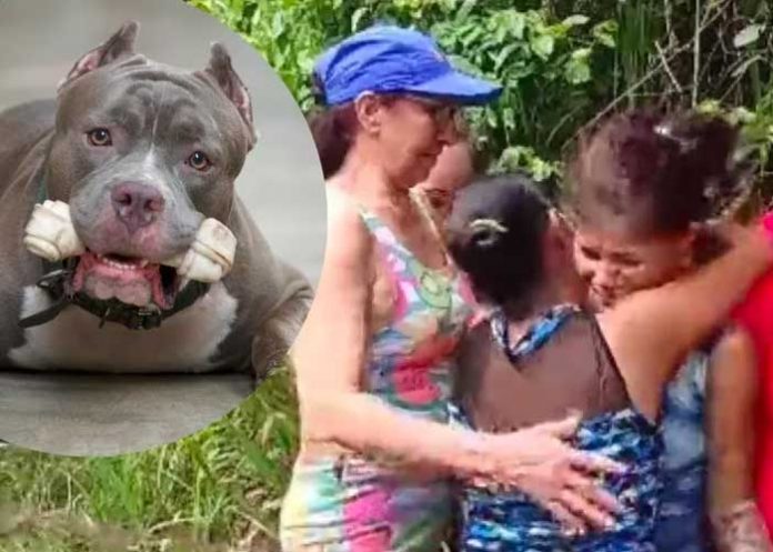 pitbull Niño muere al ser atacado por perros pitbull en Colombia