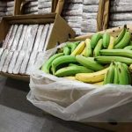 Incautan 4,2 toneladas de "perico" de alta pureza en cajas de banano en Portugal