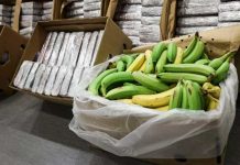 Incautan 4,2 toneladas de «perico» de alta pureza en cajas de banano en Portugal Incautan 4,2 toneladas de "perico" de alta pureza en cajas de banano en Portugal
