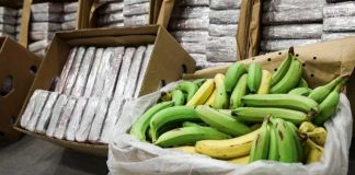 Incautan 4,2 toneladas de "perico" de alta pureza en cajas de banano en Portugal